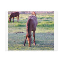 Horse Eating Post Card