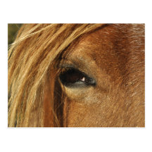 Horse eye photo postcards