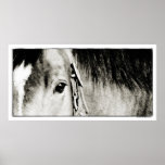 Horse Eye Photograph Print