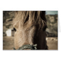 Horse Face cards