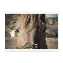 Horse Face Postcard