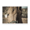 Horse Face postcards
