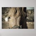 Horse Face posters