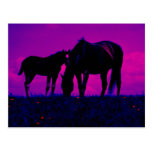 Horse & Filly Postcard