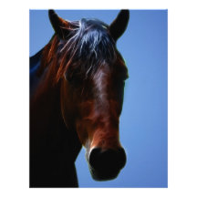 Horse for Lucy Custom Letterhead