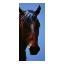 Horse for Lucy Rack Card Design
