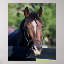 Horse Friendly Art Print