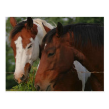 Horse Friends Postcard