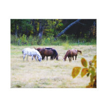 Horse Gallery Wrapped Canvas