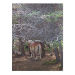Horse Gathering Post Card