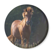 Horse Gazing At You
