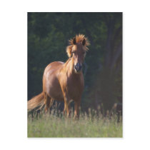 Horse Gazing At You