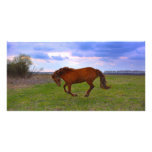 Horse Grazing in a field taken in spring Custom Photo Card
