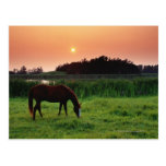 Horse Grazing in Field at Sunset Near Edmonton, Postcard