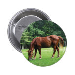 Horse Grazing in Pasture Pinback Buttons