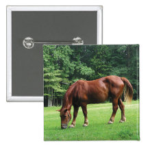 Horse Grazing in Pasture Pinback Buttons