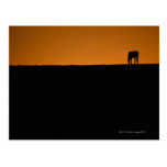 Horse grazing on Kentucky farm Post Cards