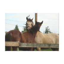 Horse Grooming Stretched Canvas Print