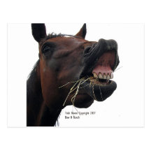 Horse: Hay! Post Card