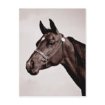 Horse Head Sepia Chocolate Postcards