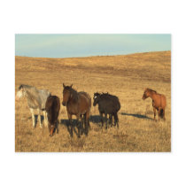 Horse Herd in the West Post Card