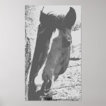 Horse in Grayscale Poster