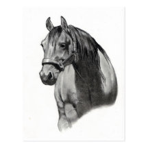HORSE IN PENCIL POST CARD