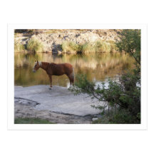 horse in the river postcards