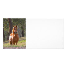 Horse In The Woods Personalized Photo Card