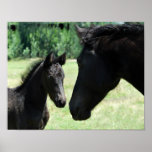 Horse love between mom and her baby foal posters