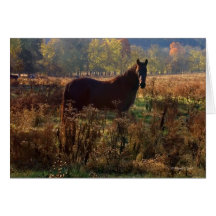 Horse Lovers Notecard