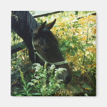 Horse Magnet