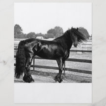 Horse modelling custom flyer