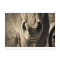 Horse Mouth Postcard