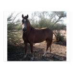 Horse near highway 89 post card
