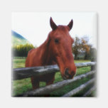 Horse Over Fence Rails Photographic Portrait Magnets