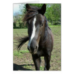 Horse Paint Greeting Card