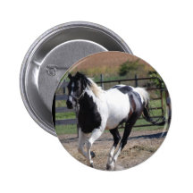 Horse/Paint Pinto