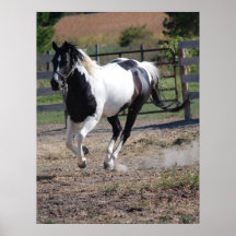Horse/Paint Pinto Poster