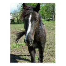 Horse Paint Postcards