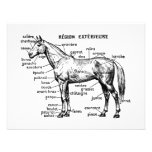 Horse Personalized Announcements