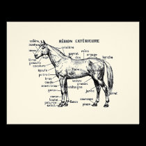 Horse invitations