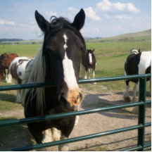 Horse photo sculpture