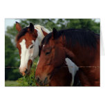 Horse Photograph Greeting Card