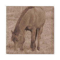 Horse Photograph in Sepia Magnet