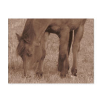 Horse Photograph in Sepia Post Cards