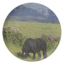 Horse Plate