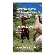 Horse Play Business Cards
