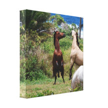 Horse Play Canvas Print