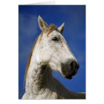 Horse portrait card